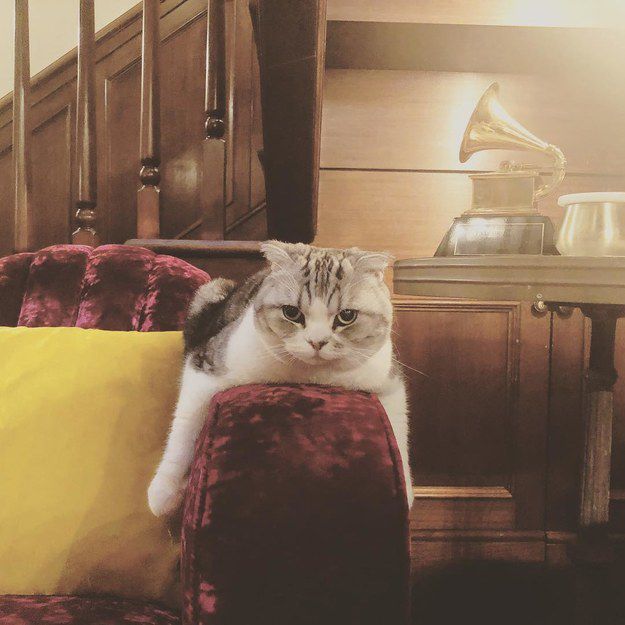 Benjamin_Button taylor swiff cat