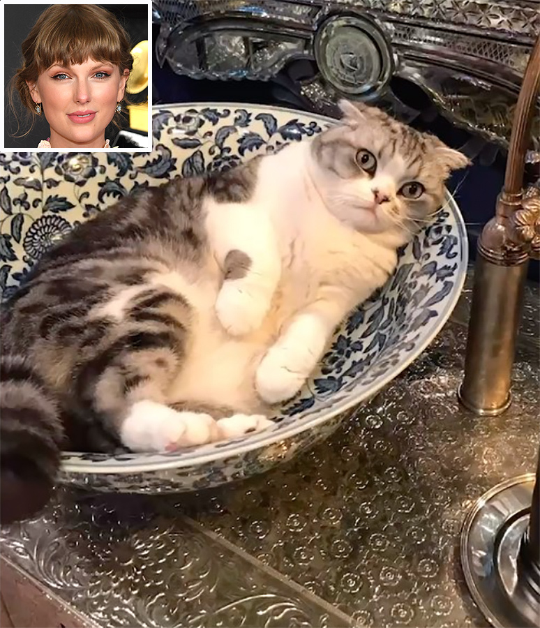 Benjamin_Button taylor swiff cat