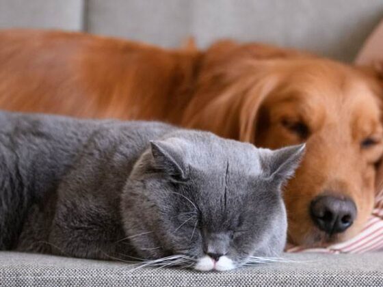 Meet the international animal charity ‘FOUR PAWS.’