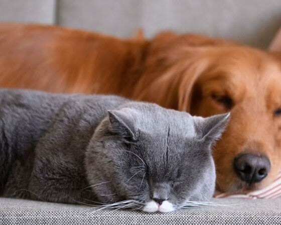 Meet the international animal charity ‘FOUR PAWS.’