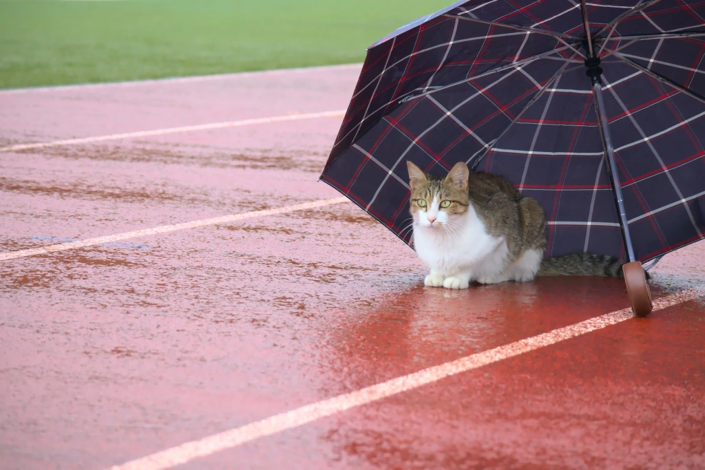 Inside the Mind of a Cat - A purr-fectly informative documentary