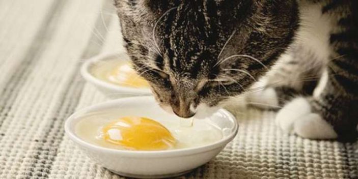 Eggs for Breakfast cats