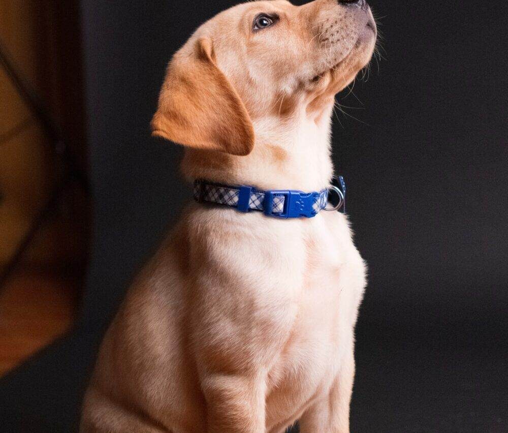 Choosing The Right Dog Breed For You