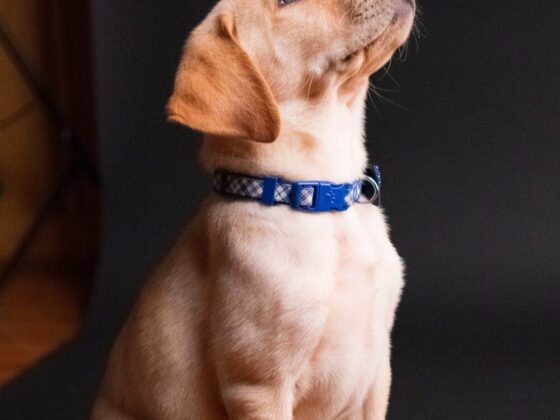 Choosing The Right Dog Breed For You