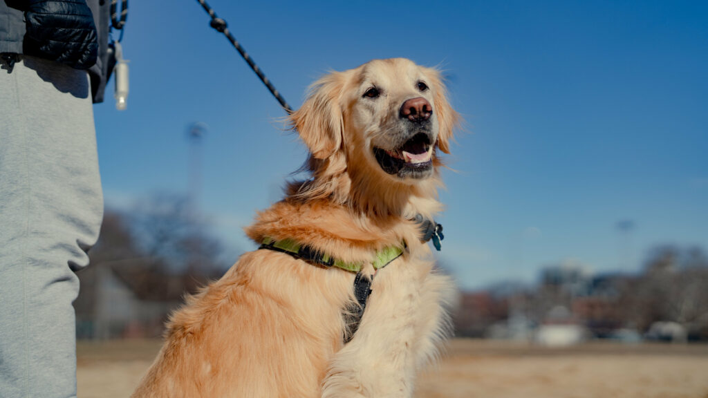 Travelling as a Dog Owner