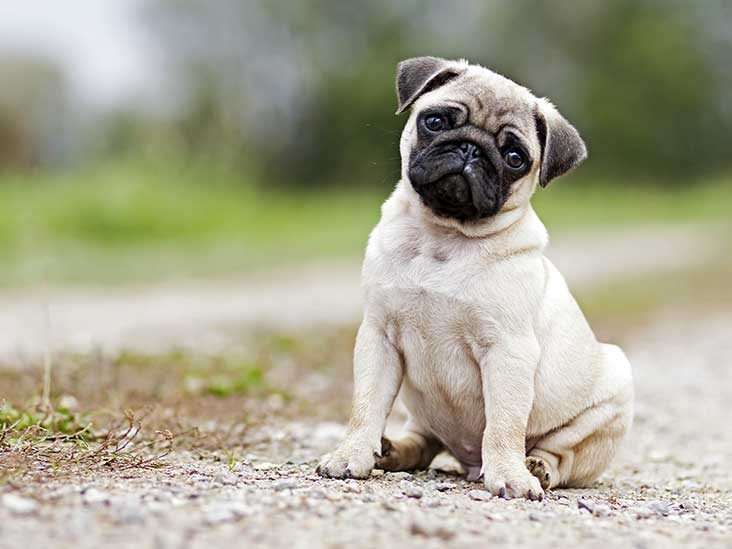For The Love Of Pugs