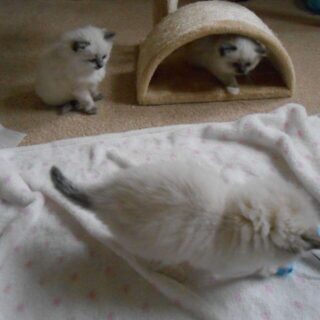 4 Things to Know About the New “Barbie” Film