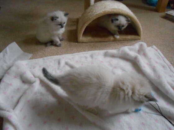 6 Best Cat Breeds for Emotional Support