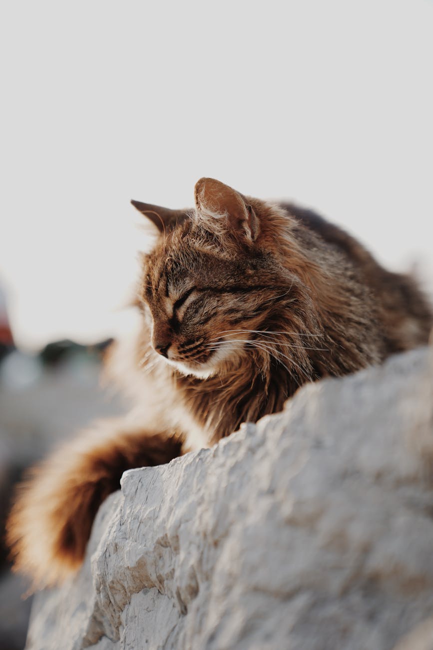 tabby cat on rock