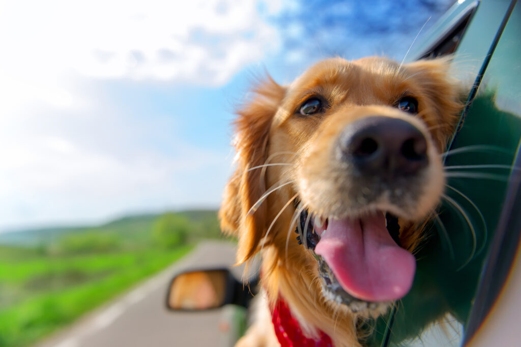 Worried About Leaving Your Pet When You Travel? 4 Things To Do Before You Go