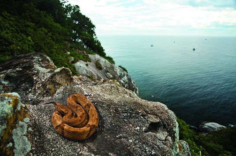 Let's Go to the Untouchable "Snake Island," Ilha da Queimada Grande!