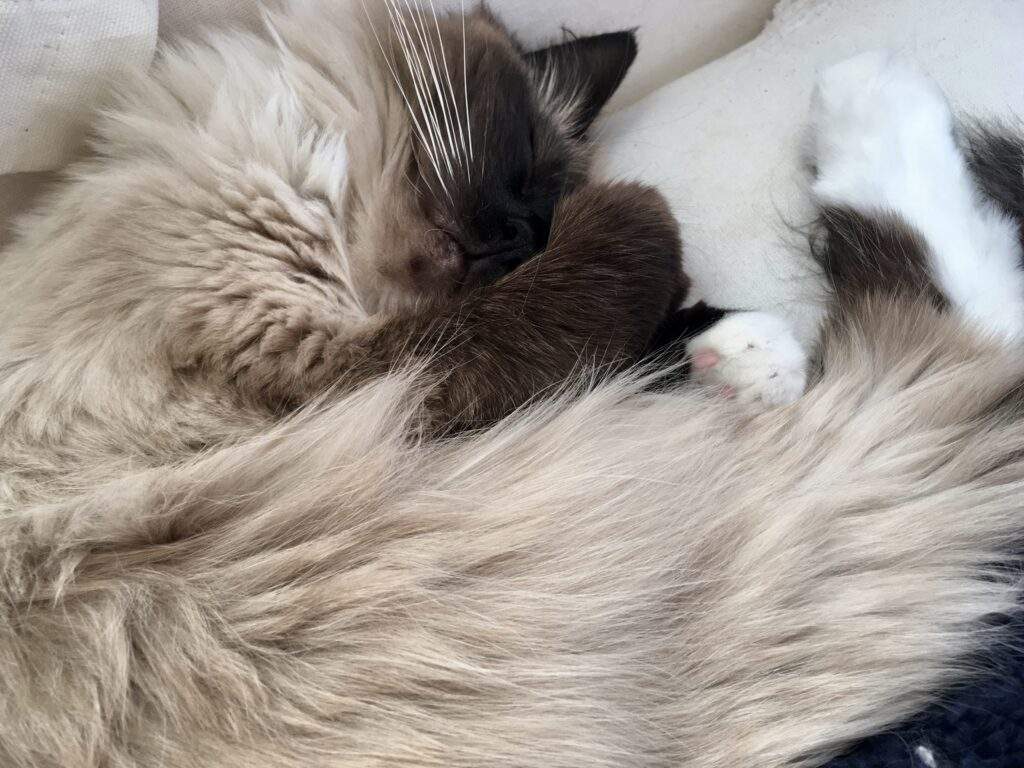 Ragdoll Cat Facts: 12 Things About Ragdolls You Probably Didn't Know