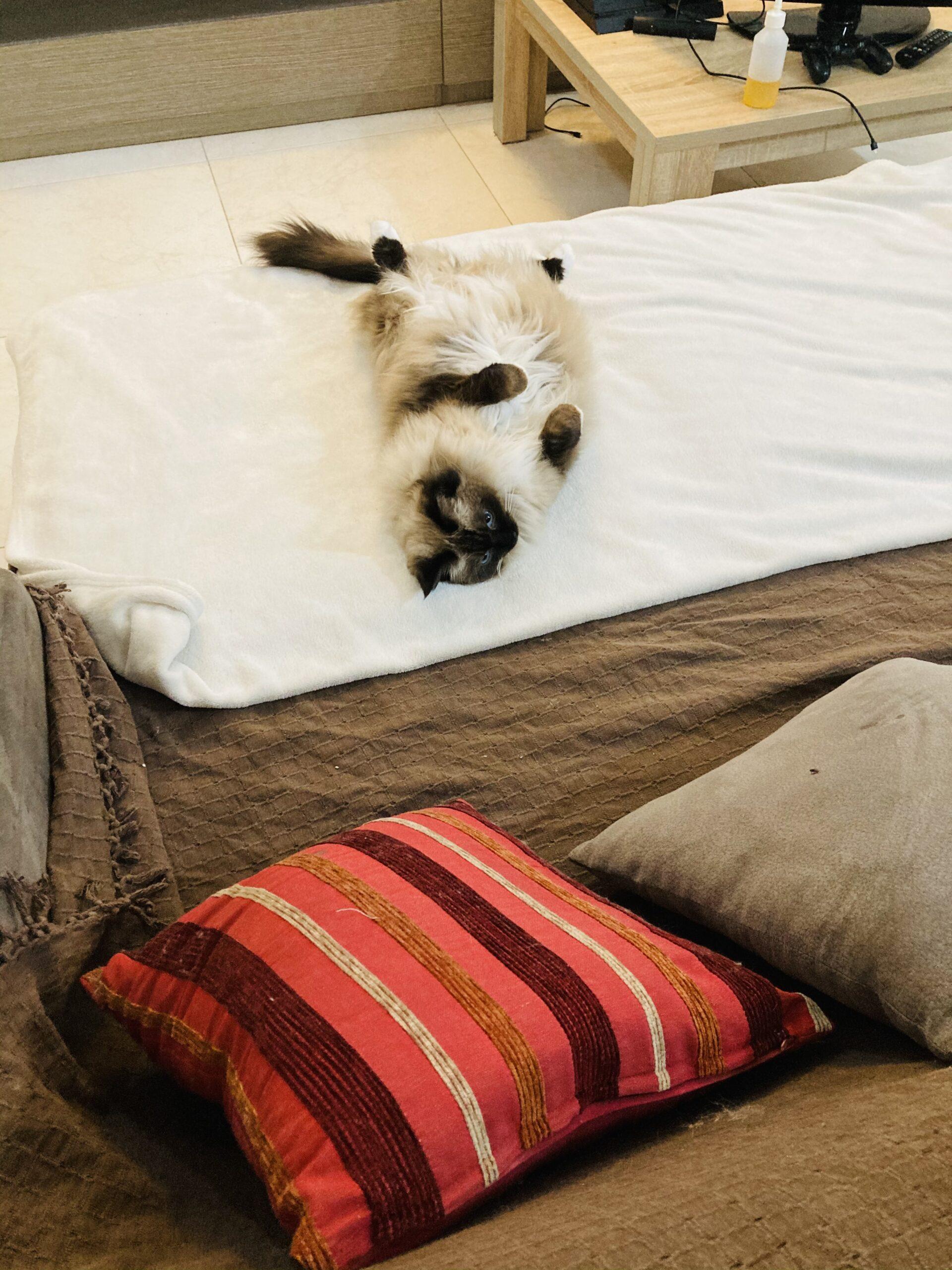 Life with a Ragdoll Cat: A Guide to This Gentle Feline Companion