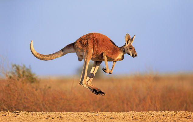 Australia's 10 surprising facts