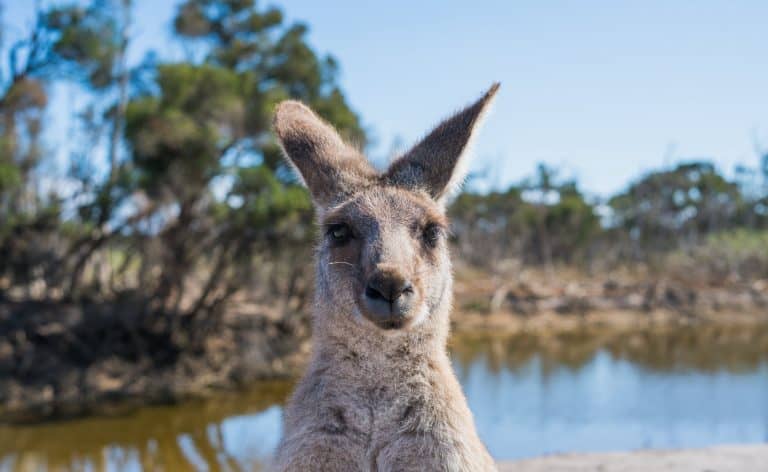 Australia's 10 surprising facts Australia