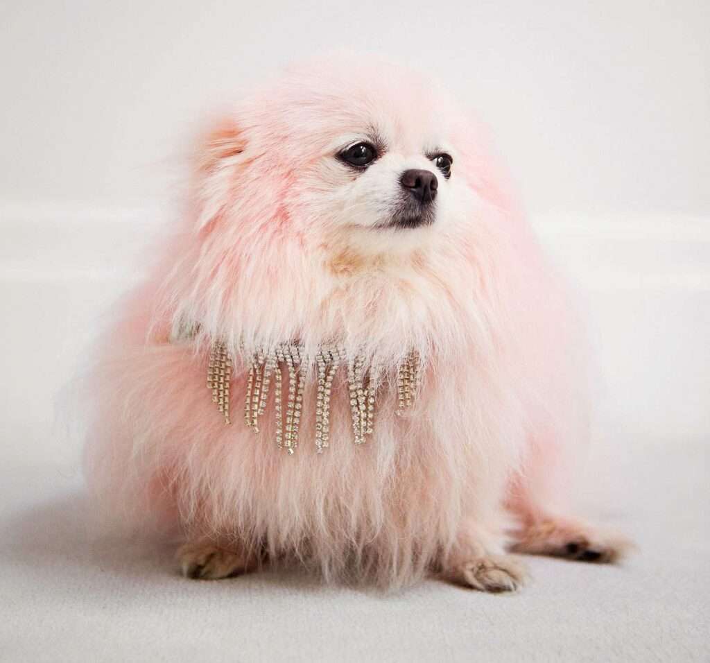 Title: Vanderpump Pets: Meet the Furry Friends of Lisa Vanderpump and Their Adorable Breeds