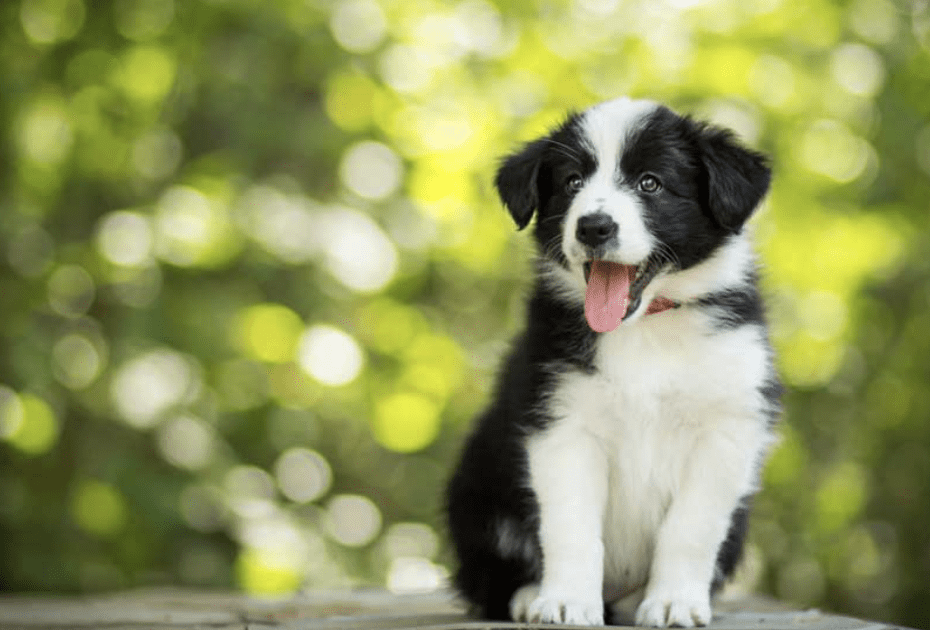 Living the Border Collie Dream in Malta