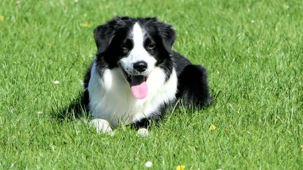 Living the Border Collie Dream in Malta