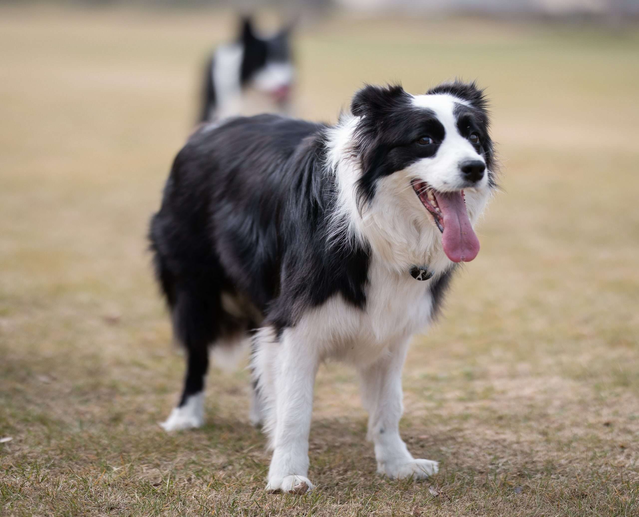 Living the Border Collie Dream in Malta