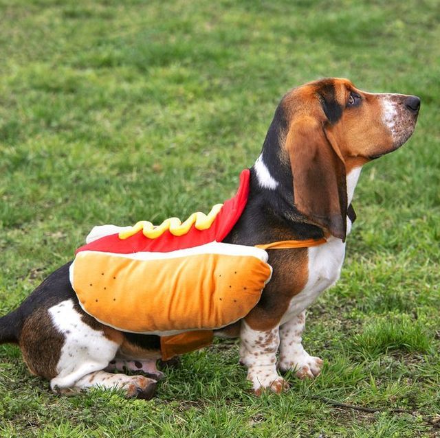 Halloween Pet Costumes: Adorable Ideas and Safety Tips for Dressing Up Your Furry Friends