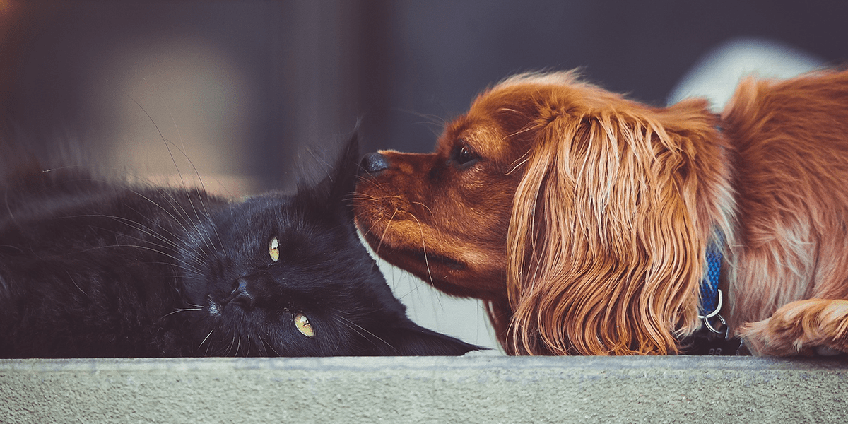 Causes of Cats and Dogs’ Sensitivity to Owner Problems