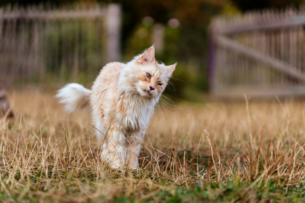 a cat walking across a grass covered field