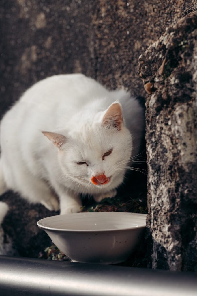 a white cat eating food out of a bowl