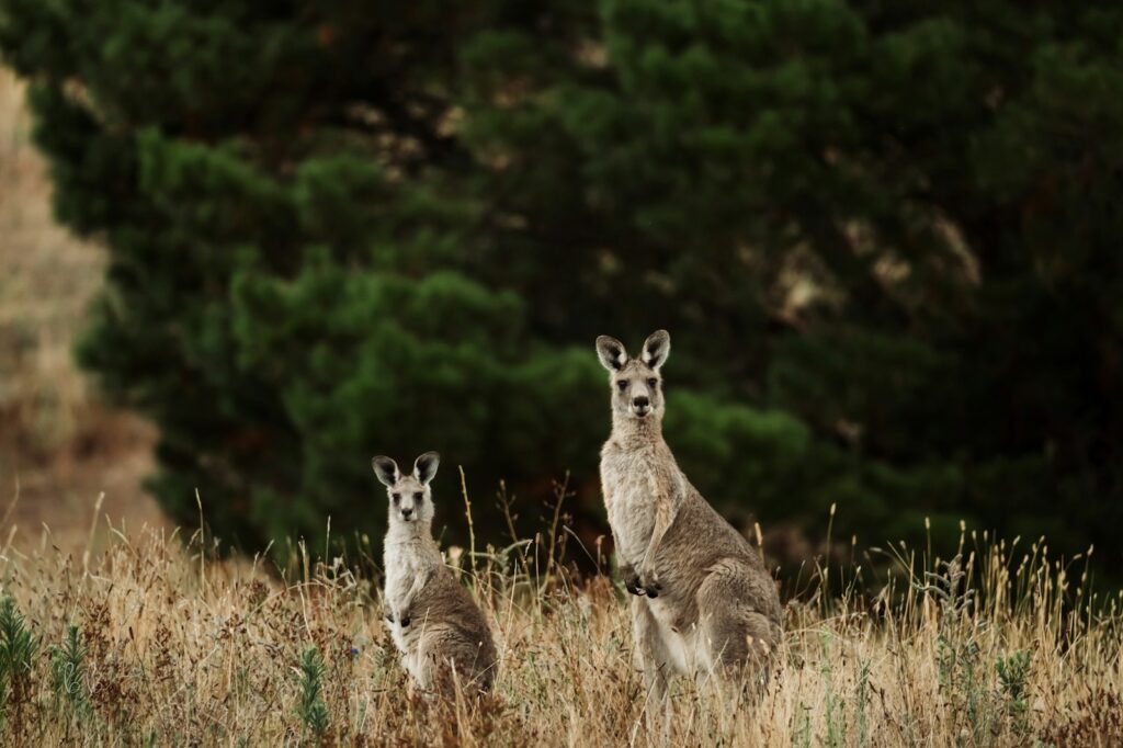 a couple of kangaroos are standing in a field