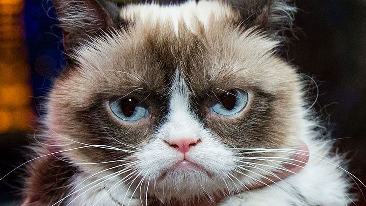 The Epic Chronicles of Grumpy Cat