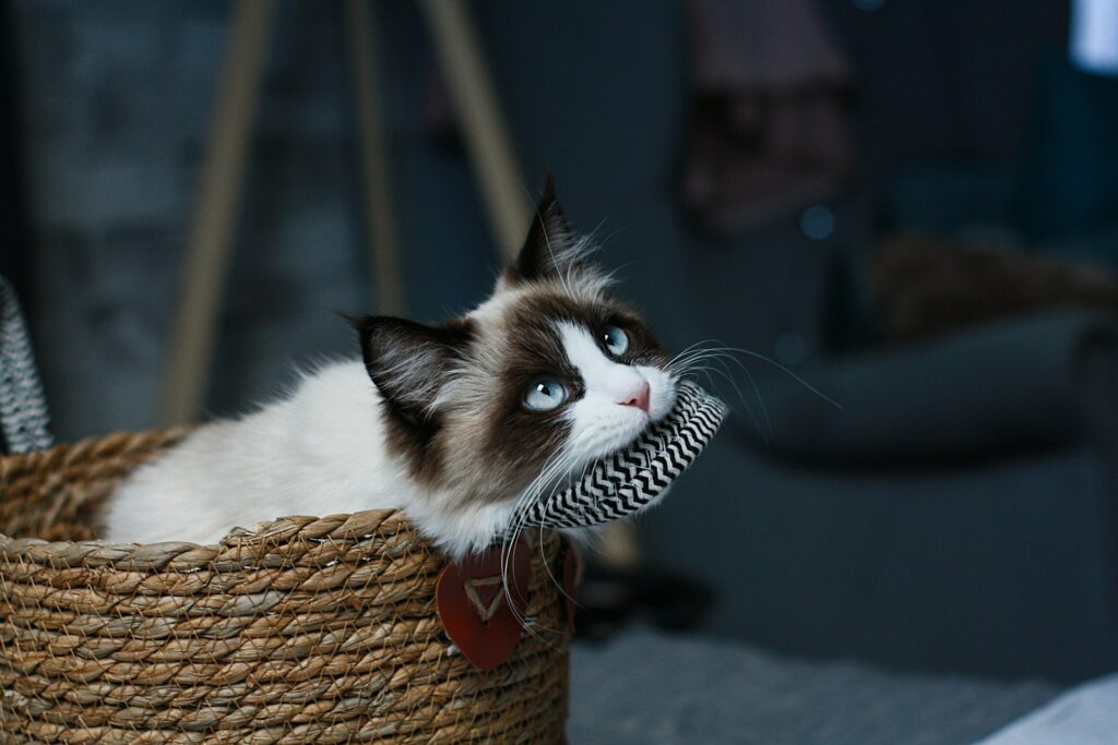 a cat sitting in a basket with a toy in it's mouth
