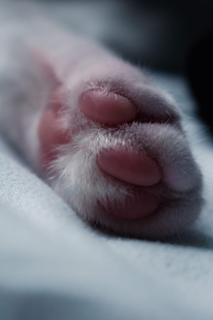 a close up of a person's paw on a blanket