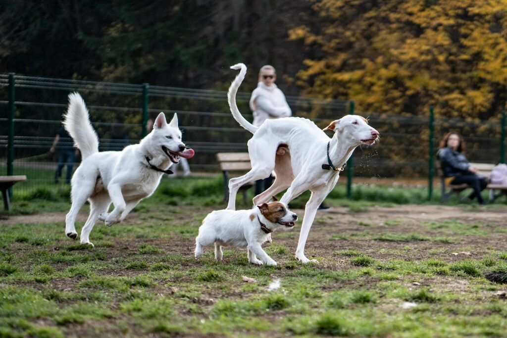 a group of dogs running around a park