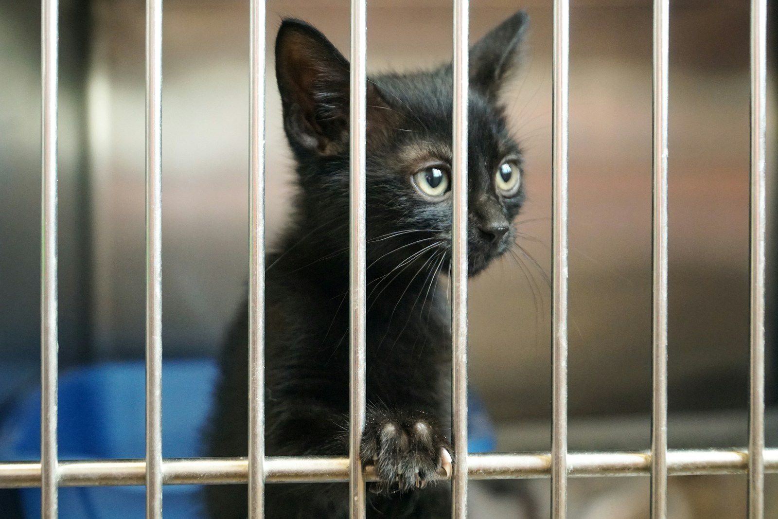 Discover Malta’s Top Animal Shelters