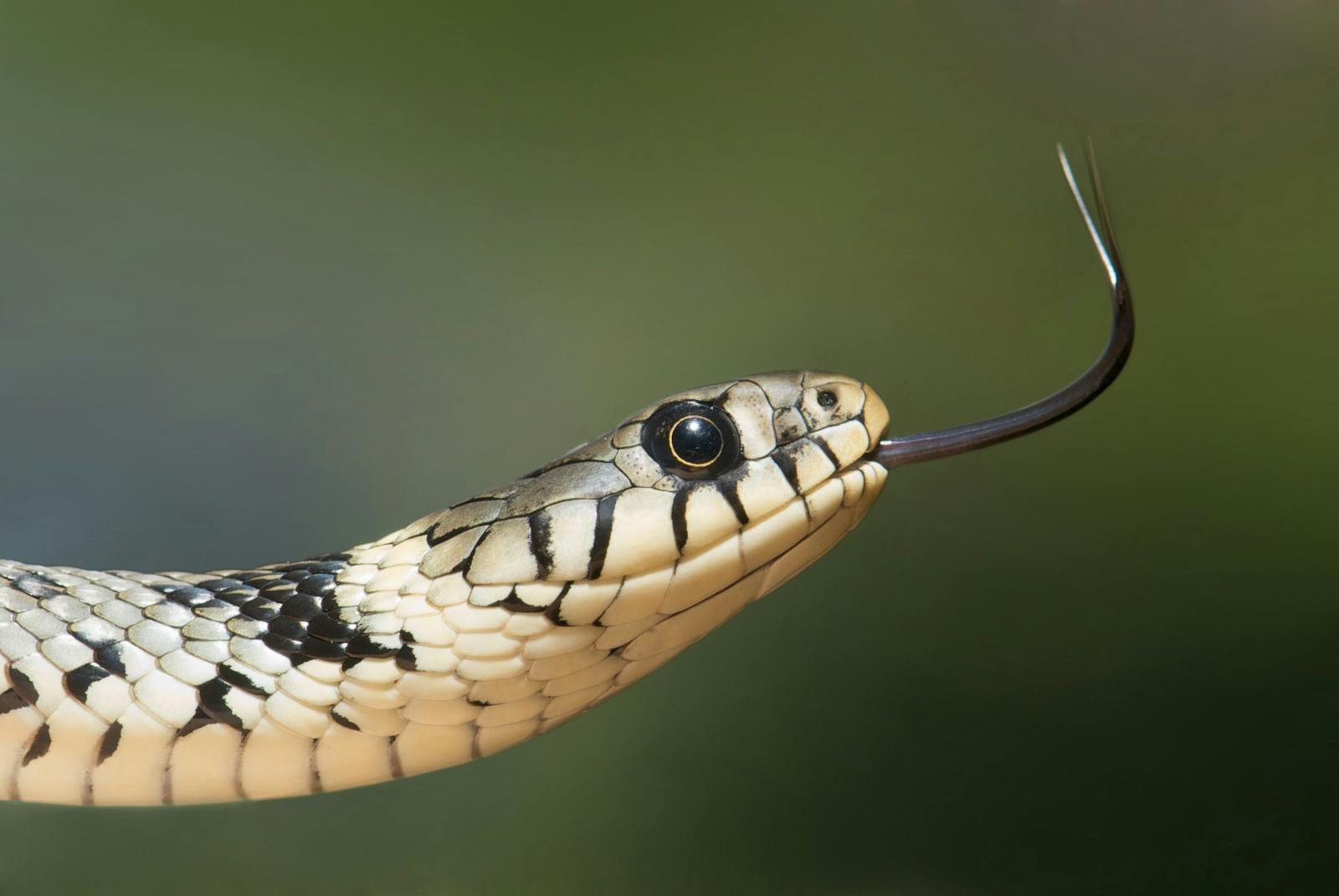 Understanding Australian Snakes and Snakebite First Aid