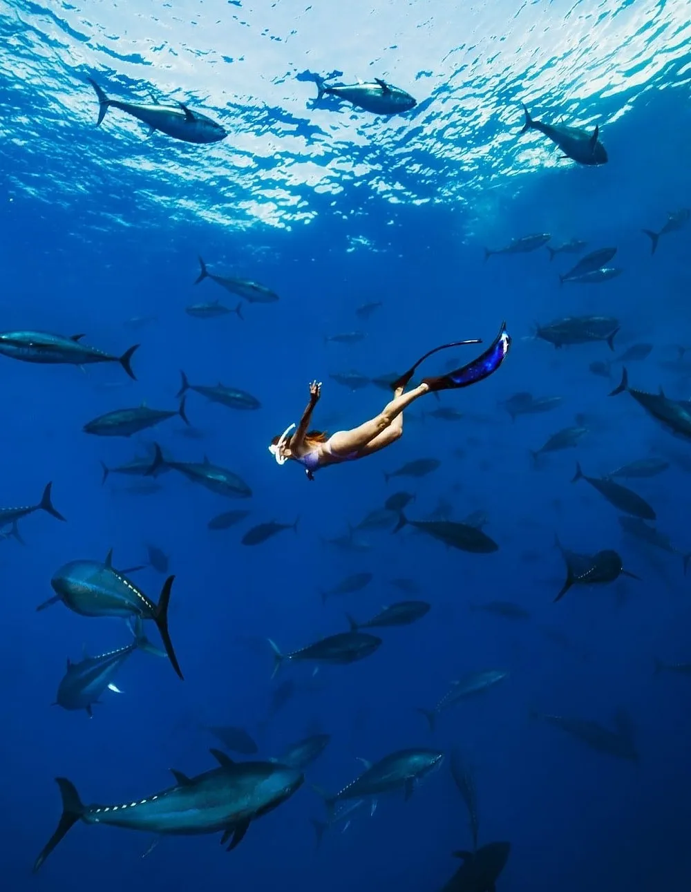 Swim with the Tunas In Malta