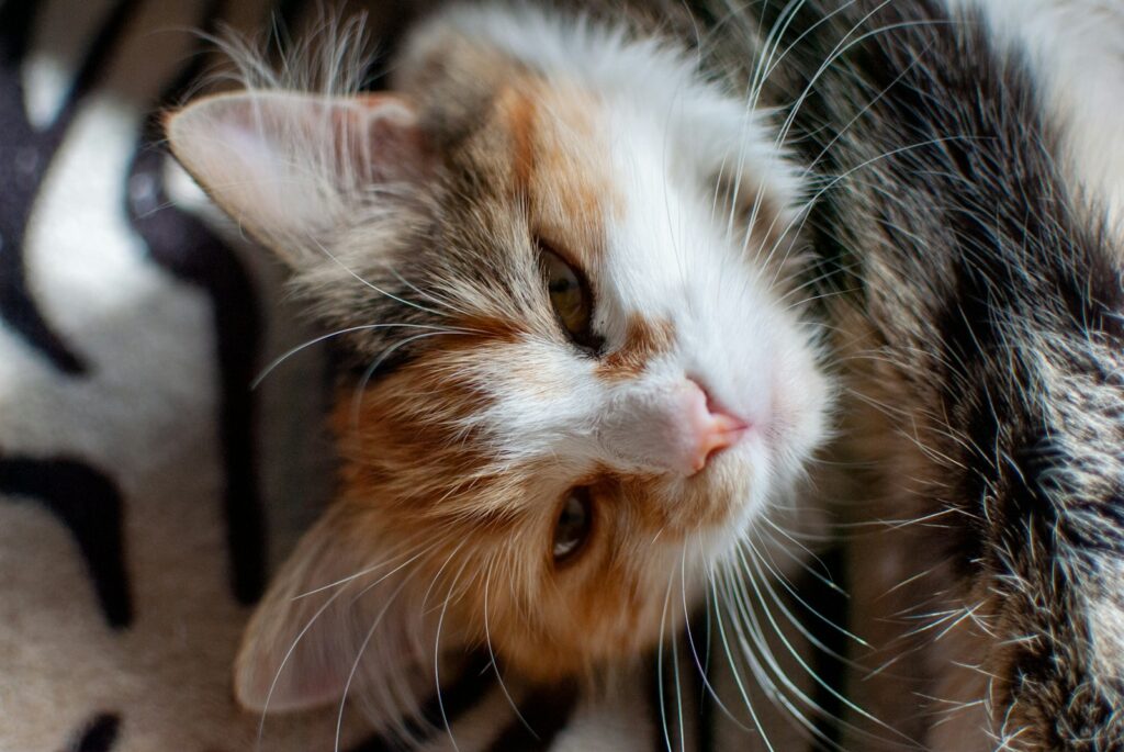 orange and white tabby cat