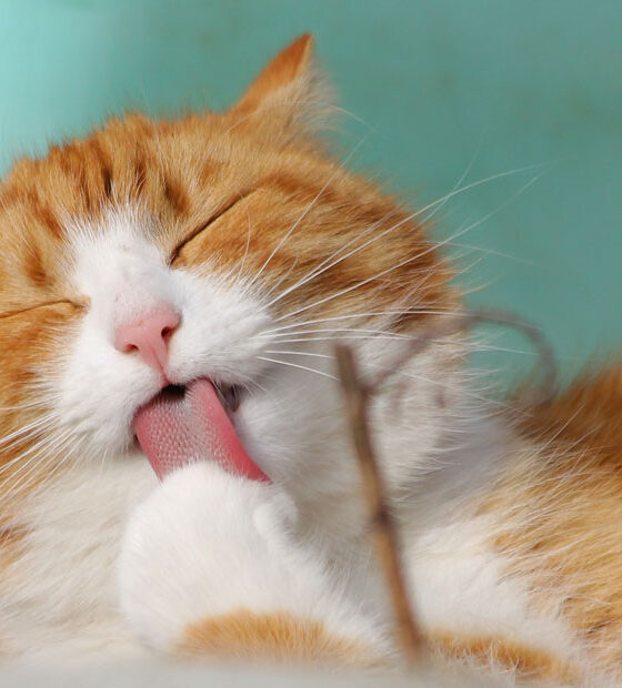 10 Recipes for Cats that All Cats Will Enjoy