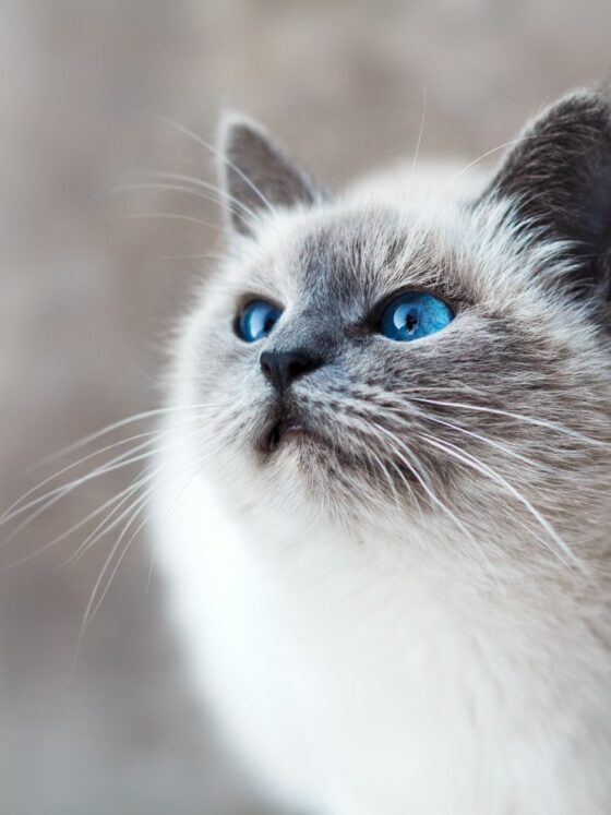 Why Your Cat is the Secret Superhero You Never Knew You Needed