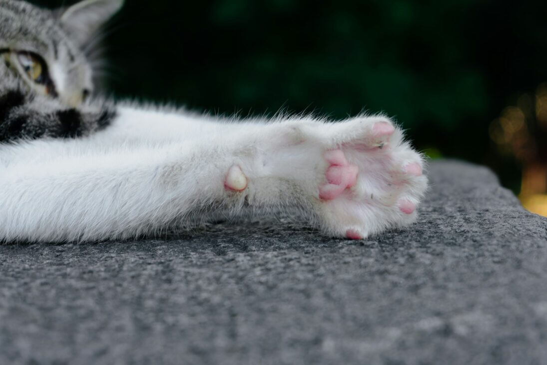 a gray and white cat laying on top of a rock