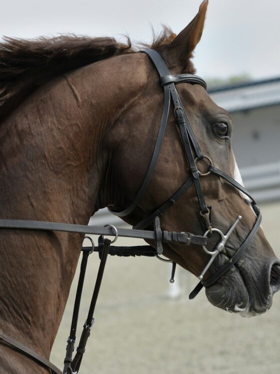 Chat with Amberly Snyder: Walk. Ride. Rodeo. Survivor!