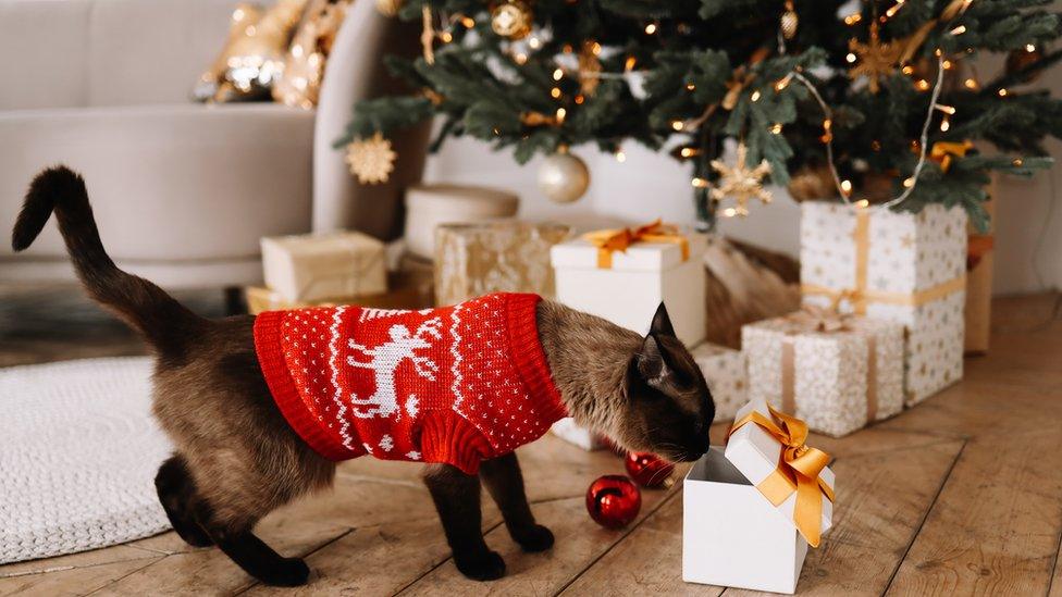 Make Your Pet's Christmas Pawsitively Perfect!