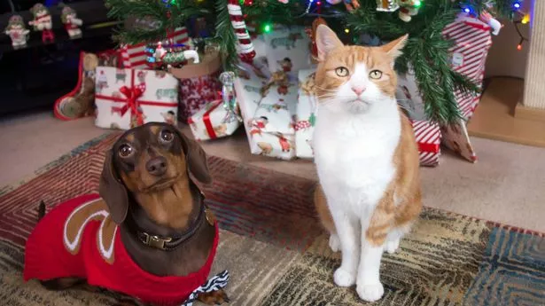 Make Your Pet's Christmas Pawsitively Perfect!