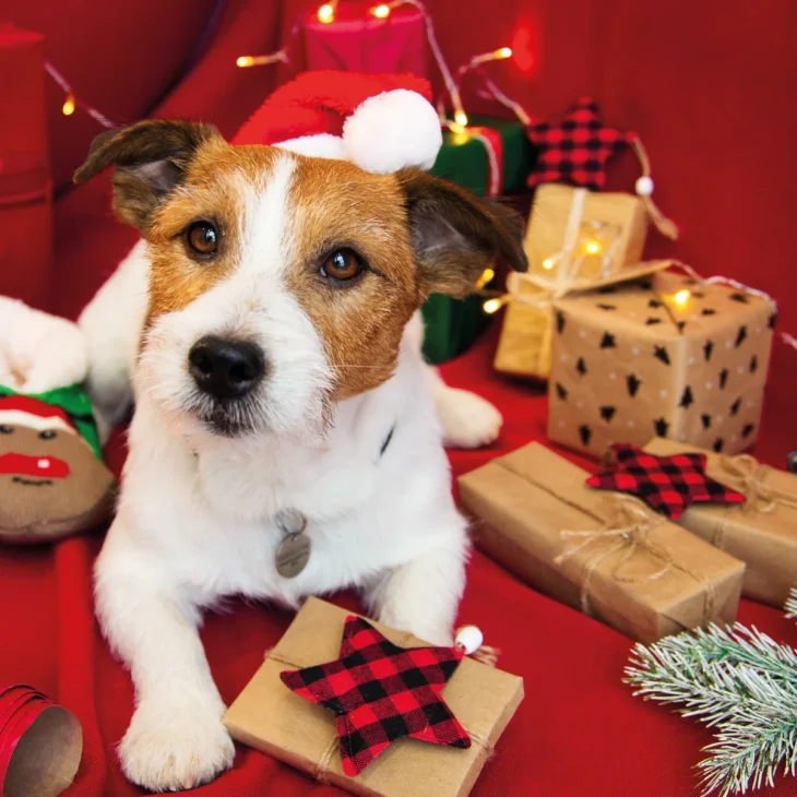 Make Your Pet's Christmas Pawsitively Perfect!