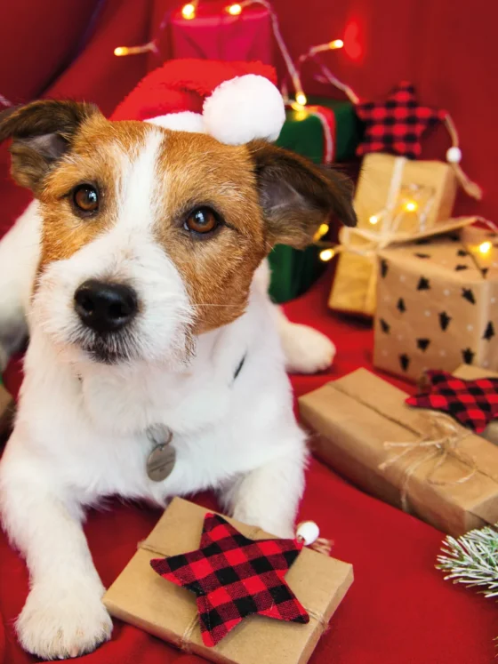 Make Your Pet’s Christmas Pawsitively Perfect!