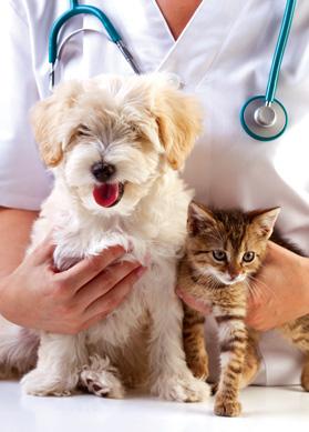 The Ultimate Guide to Pet Insurance in Malta