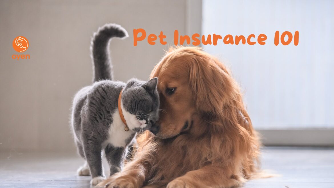 The Ultimate Guide to Pet Insurance in Malta