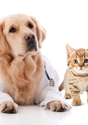 The Ultimate Guide to Pet Insurance in Malta