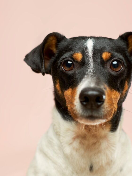 Ways to Be a Better Dog Owner