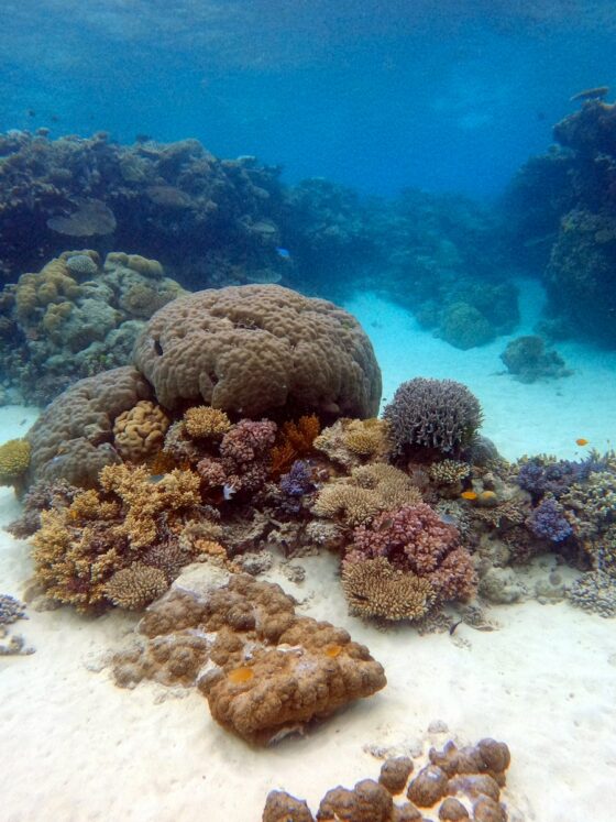 Down Under, Australia, the Great Barrier Reef