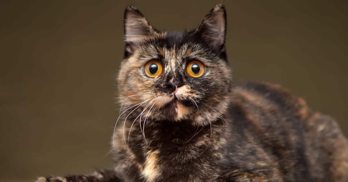 If you were a cat, what kind would you be?
